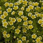 Limnanthes douglasii Habit