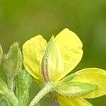 Helianthemum salicifolium Virág