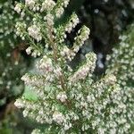 Erica arborea Flower