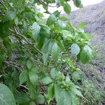 Ceodes grandis 整株植物