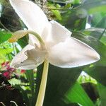 Stanhopea candida