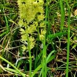 Tofieldia calyculata Flower