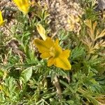 Hypecoum procumbens Flower