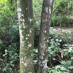 Diphysa americana ᱪᱷᱟᱹᱞᱤ