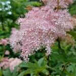 Filipendula rubra Flor