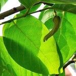 Annona cherimola പുഷ്പം