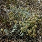 Teucrium rouyanum Habit