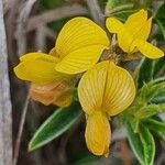 Crotalaria deserticola 花