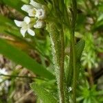 Arabis planisiliqua 整株植物