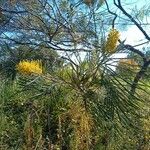 Grevillea pteridifolia 花