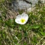 Ranunculus kuepferi Flower