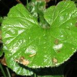 Gunnera magellanica Leaf