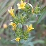 Linum strictumFlower