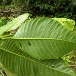 Palicourea guianensis Blatt