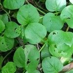 Lysimachia nummularia Leaf