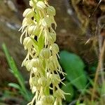 Orchis anthropophora Fiore