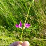 Lathyrus hirsutus Likasa