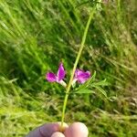 Lathyrus hirsutus Leaf