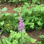 Astilbe rubra Blomma