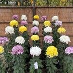 Chrysanthemum × morifoliumFlor