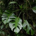 Monstera dissecta Fuelha