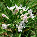 Tulbaghia violacea Kvet