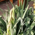 Yucca filamentosa Flower