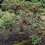 Rhododendron thomsonii Hábito