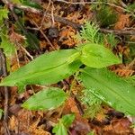 Commelina communis Blatt