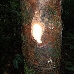 Coelocaryon preussii Corteza
