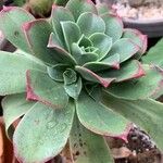 Aeonium decorum 葉