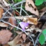 Campanula rotundifoliaFlor