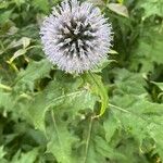 Echinops bannaticus പുഷ്പം