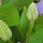 Clematis viticella Other