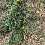 Tribulus cistoides Агульны выгляд