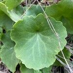 Umbilicus horizontalis Leaf