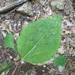 Populus grandidentata Folha