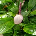 Anthurium amnicola 花