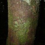 Pouteria melanopoda Corteza