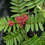 Sorbus himalaica