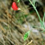 Lathyrus setifolius Annet