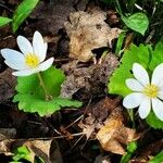 Sanguinaria canadensisFlower