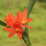 Scaphyglottis imbricata Flor