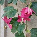 Passiflora manicata फूल