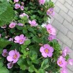 Sutera cordata Fula