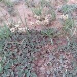 Eriogonum latifolium Leaf