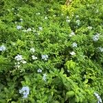 Plumbago auriculata花