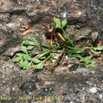 Asplenium seelosii Habit