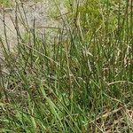 Juncus arcticus 整株植物