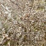 Artemisia campestris Plod